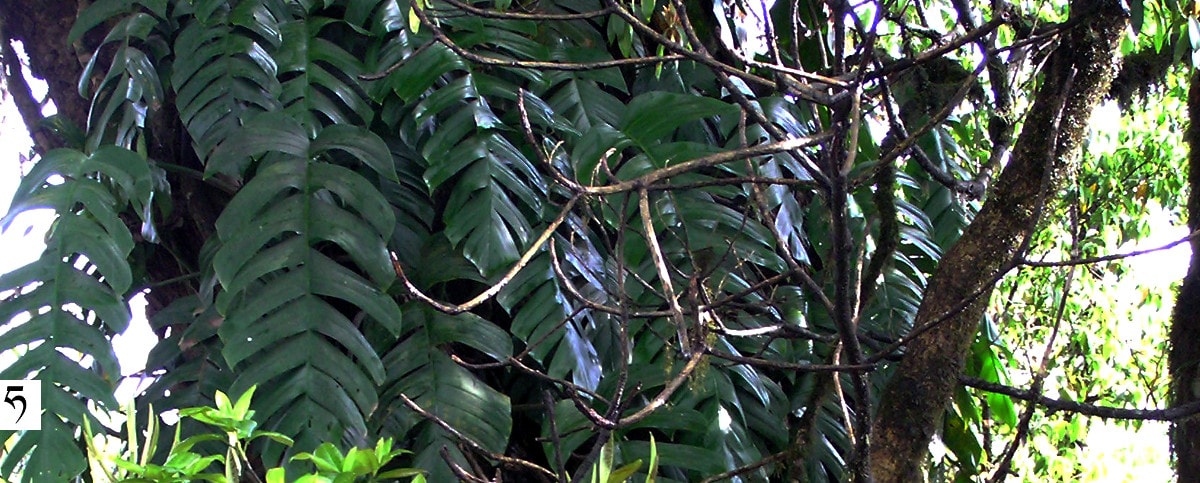Rhaphidophora decursiva, Sikkim, Indie, maj obrazkowate