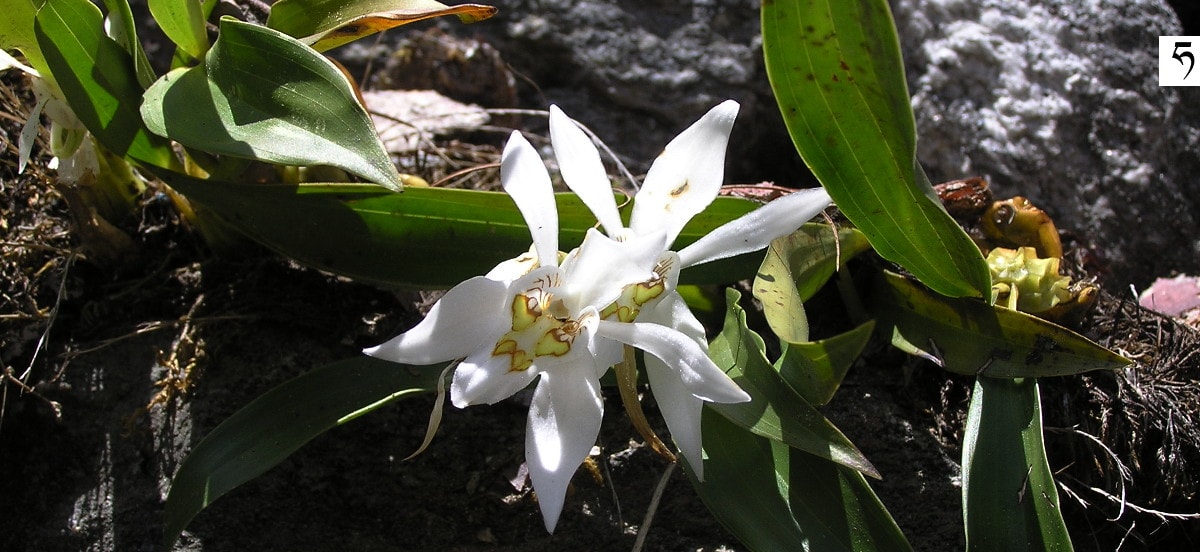 Rhaphidophora decursiva, Sikkim, Indie, maj storczykowate