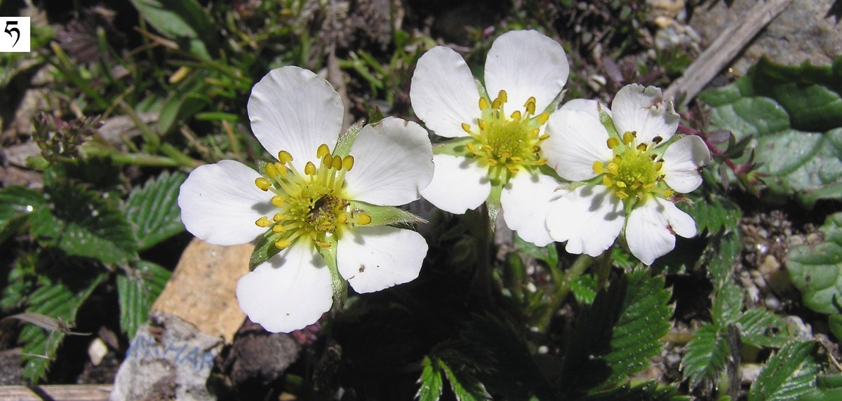 Rhaphidophora decursiva, Sikkim, Indie, maj ranunculaceae jaskrowate